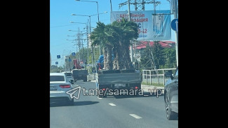 В Самару завезли пальмы