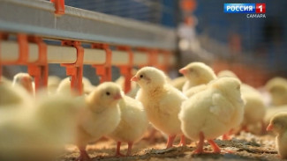 В Кинель-Черкасском районе Самарской области появятся новые рабочие места