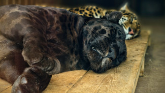 25 февраля 2026 года День рождения отмечает ягуар из самарского зоопарка