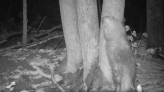 Видеоловушка впервые сняла барсука на тренировке под Самарой