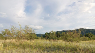 Более 9 гектаров сельхозземель Самарской области заросло бурьяном 