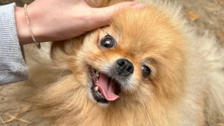 День домашних животных в России 11 апреля: поздравьте своих хвостатых и усатых друзей