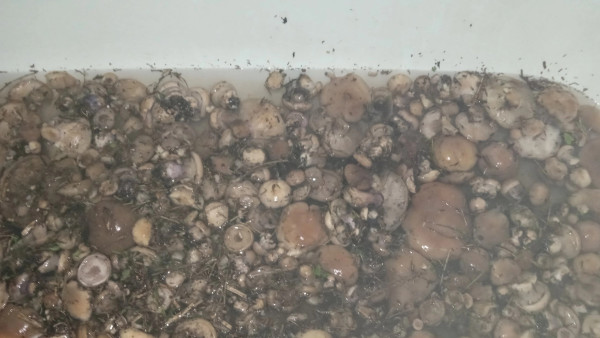 Самарские грибники рассказали, какие грибы и где можно еще собрать в ноябре