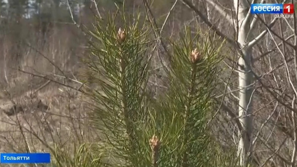 Неравнодушные жители Самарской области продолжают принимать участие в экологической акции «Восстановим лес вместе»