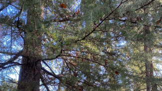 В Самарской области с 9 по 12 августа объявлена пожароопасность лесов 5 класса 