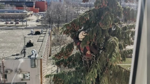 В Самарской области альпинист спас забравшуюся на макушку ели кошку