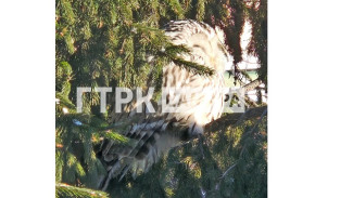 "Изволит отдыхать, греясь на солнышке": самарцы рассказали о дремлющей неясыти