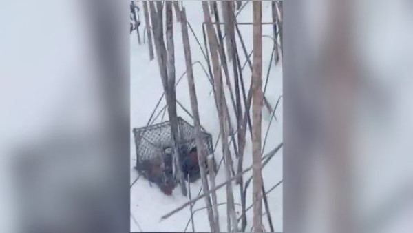 Самарец устроил массовый лов птиц и попал под статью