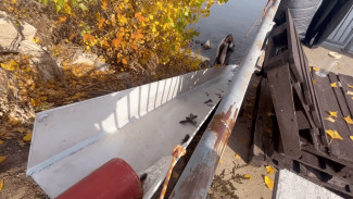 В Самарской области в Волгу выпустили 23 тысячи мальков