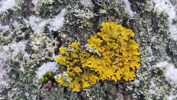 В Жигулёвском заповеднике обнаружили необычные цветные пятна на деревьях