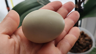 Самарцам рассказали, чем безопасно красить яйца