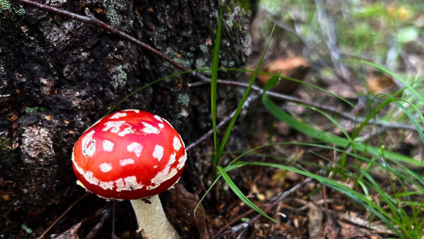 Самарцам рассказали про главные правила «тихой охоты»