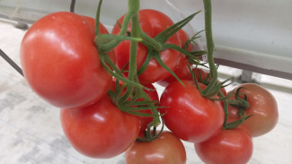 16 августа запустят электрички на праздник "Сызранский помидор"