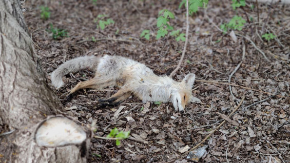 В Самарской области объявлен карантин из-за смертельно опасного заболевания