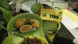 В Самаре резко выросли цены на горшочные растения