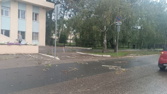 В Самарской области возбуждено уголовное дело о падении дерева на четырех прохожих