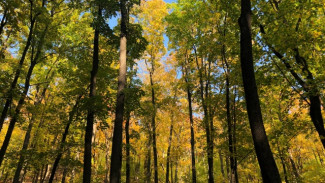 Самарцы проголосовали за смену зонирования парка им. 60-летия Советской власти