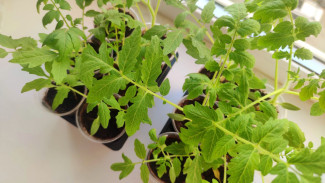 Когда сажать рассаду самарским дачникам: лунный посевной календарь на 2024 год по месяцам 