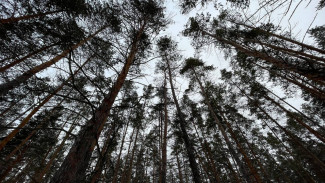 Чиновники опровергли слухи о вырубке леса у Барбошиной поляны в Самаре
