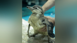 В Самарском океанариуме родился пингвиненок Гумбольдта