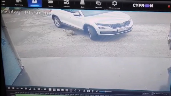 Сердце обрывается от жалости: появилось видео наезда машины на щенка в Самаре