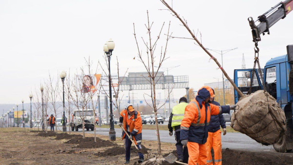 В Самаре высадили более 100 каштанов вдоль Московского шоссе и улицы Ново-Садовой