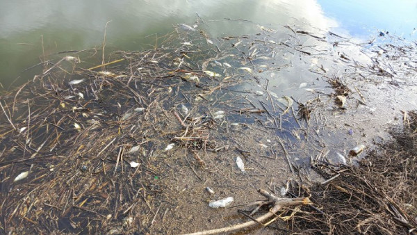 В Самаре заведено уголовное дело по факту массового замора рыбы