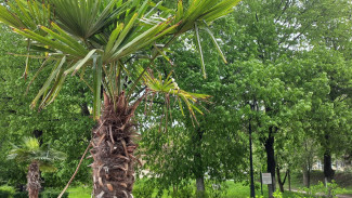 В Самаре выявлено 1223 аварийных и больных деревьев