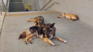 В Самаре ищут подрядчика для отлова безнадзорных животных