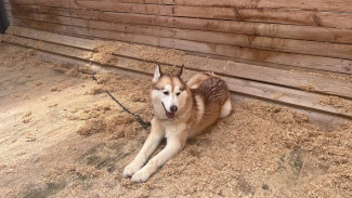 Самарцам рассказали, где взять питомца 