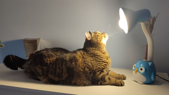 В Самарской области 26 января 2026 года пройдет плановое отключение света