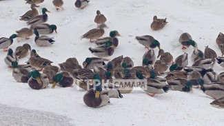 ГТРК «Самара»: в огромной полынье на Волге массово зимуют утки