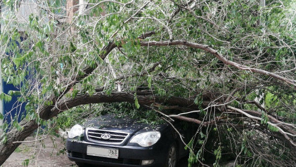 В Самарской области огромное дерево рухнуло на автомобиль