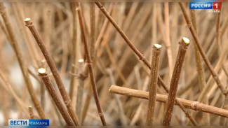 Садовый эксперт Вера Глухова рассказала, с чего начать весенние работы в саду 