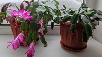 Биолог назвал самарцам самые ядовитые комнатные растения