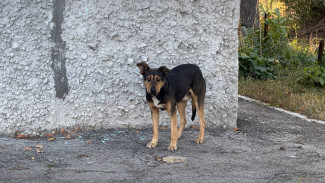 В Тольятти завели дело из-за нападения бродячих собак на женщину