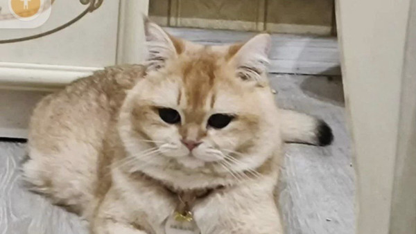 Пропал знаменитый самарский кот-эскортник Армани 