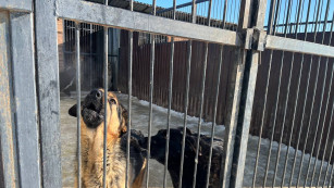 В Самарской области приняли закон об эвтаназии бродячих собак
