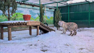 Бенгальский тигр Барфи в Самарском зоопарке заблудился в трех соснах