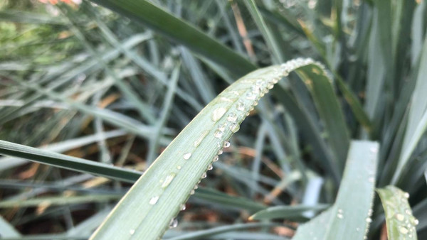 Народный календарь 19 июля. Не говорите этого в Сысоев день, чтобы не нажить проблем