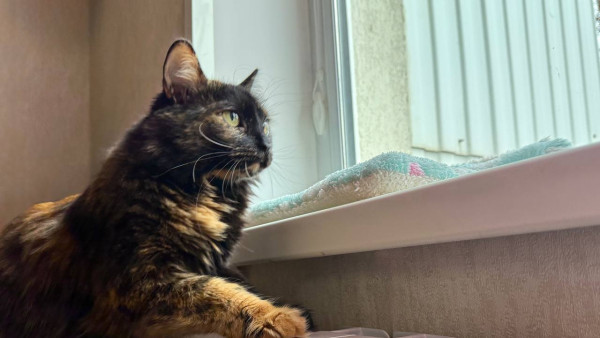 В трех районах Самары до 25 ноября ограничат отопление 