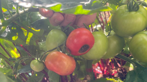 Садовод Коронина назвала 3 главные причины из-за которых помидоры гниют на кустах