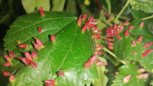 Жуткие красные паразиты замечены на деревьях в Самаре