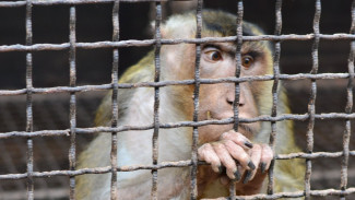 Неожиданная угроза: жители Самарской области могут заразиться оспой от обезьян