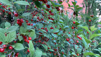 Народные приметы 26 июня: не делайте этого в День Акулины Гречишницы