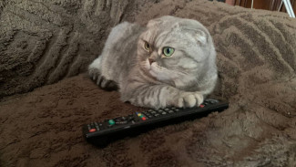 В Самарской области с 14 по 17 июля пропадёт телевизионный сигнал