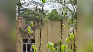 В Самаре вновь пытаются снести здание бывшего детского сада «Петушок»