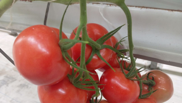 Самарцев предупредили о крупной партии помидоров с опасным вирусом из Туркмении