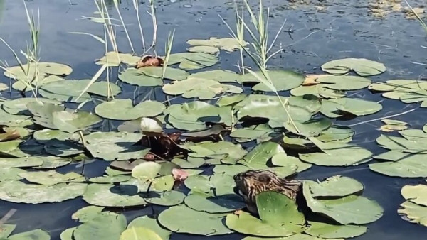 В водах Самарской области заметили милого зверька 