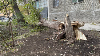 Под Самарой человека придавило упавшее дерево во время обрушившегося ливня